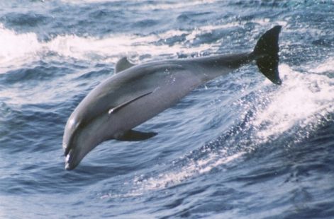tenerife-dolphin.jpg